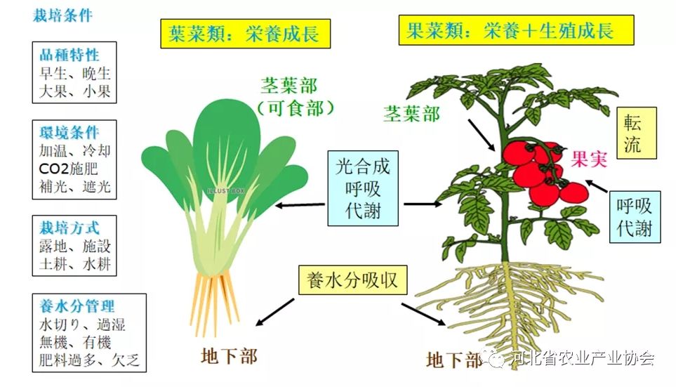 2021石家莊 ? 國際農業(yè)交流對接系列活動——日本種苗管理及高品質蔬菜栽培技術在線交流